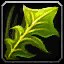 Silverleaf